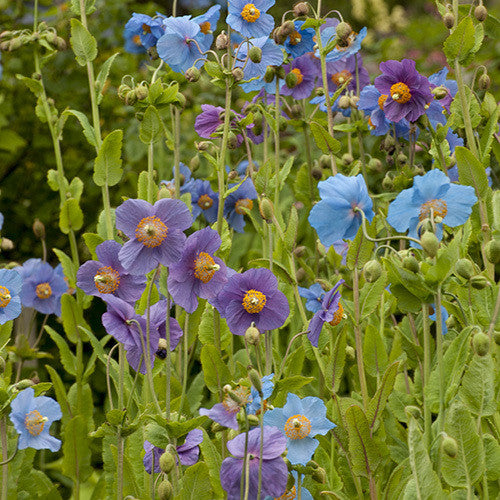 Himalayan Blue Poppy Seeds (MECONOPSIS BAILEYI SHADES OF BLUE)